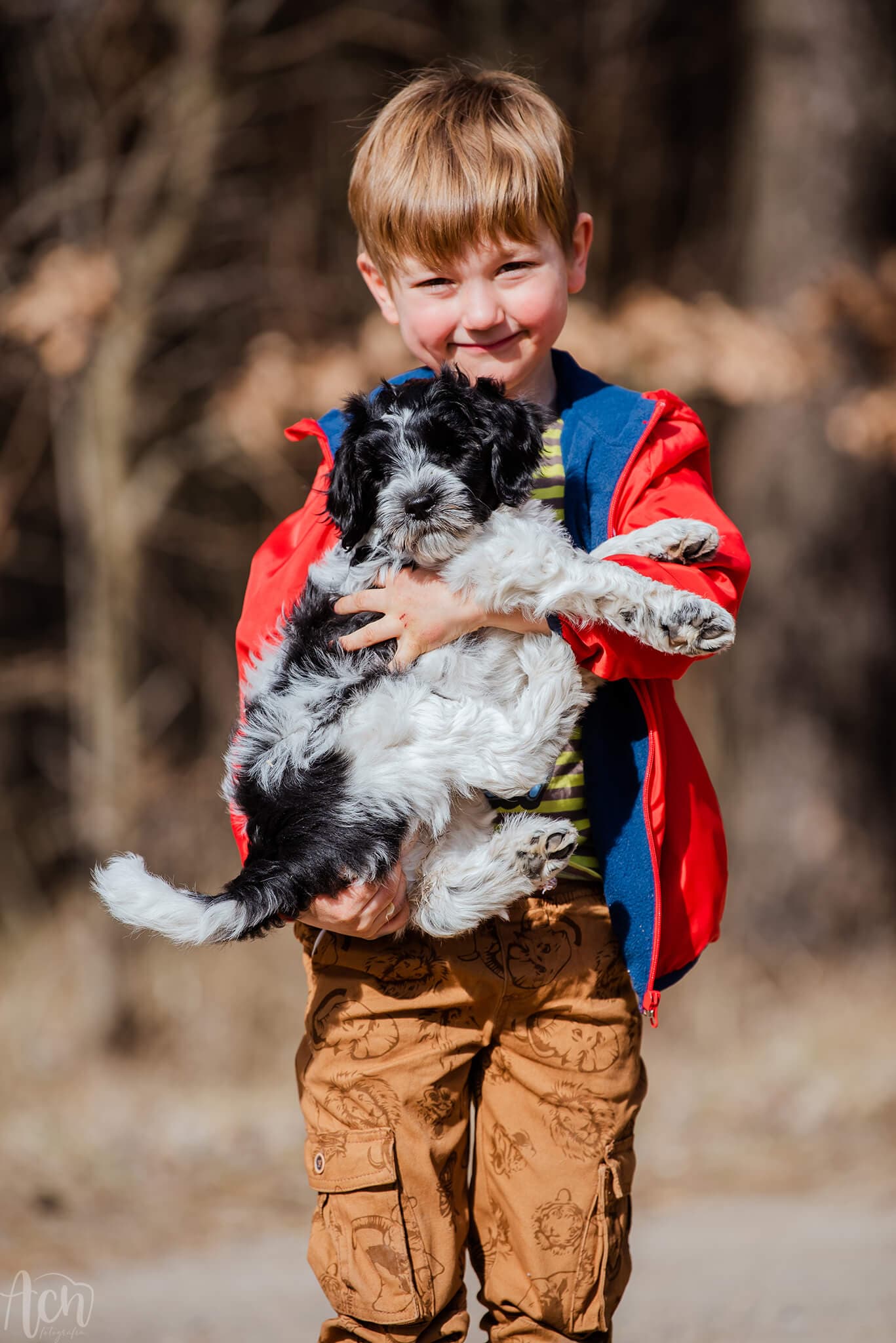 Alergie - Australijski Labradoodle