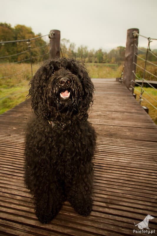 Onyxe RM, Australijski Labradoodle