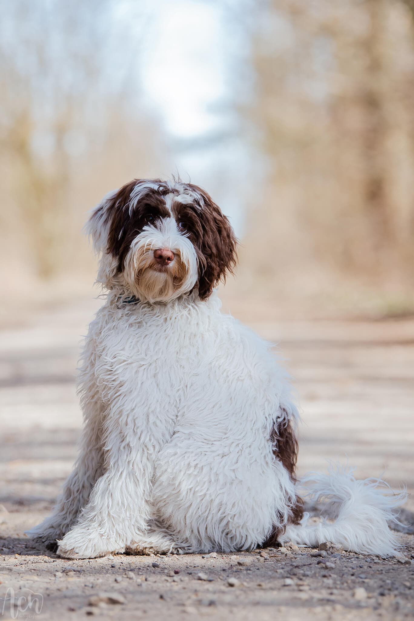 Oreo, Australijski Labradoodle