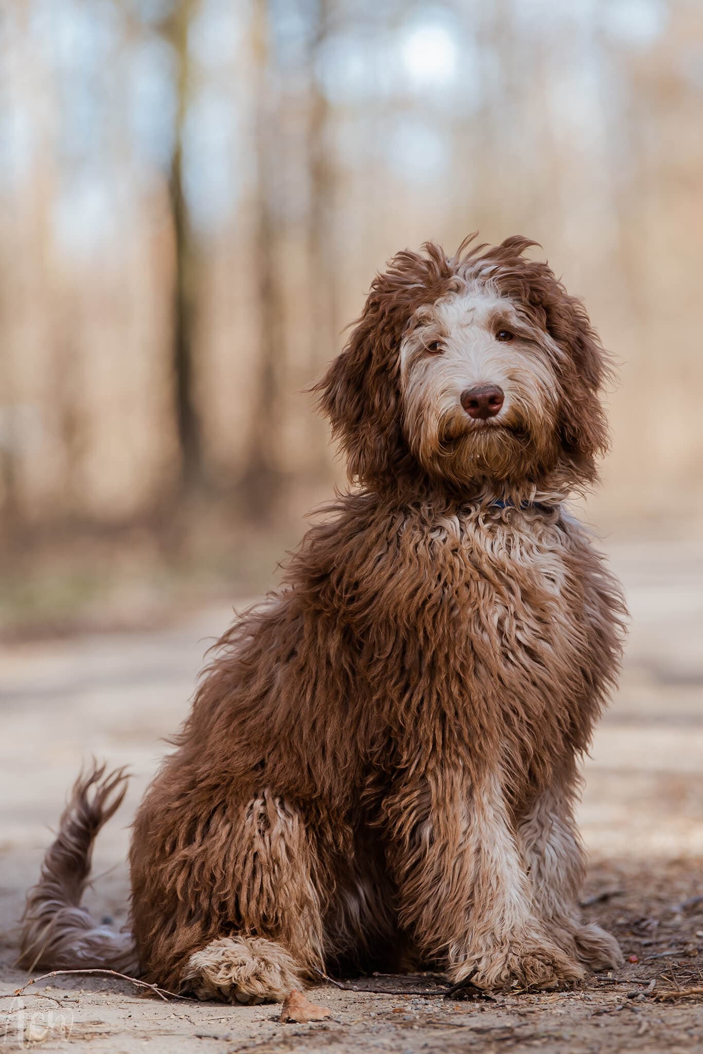 Szajba, Australijski Labradoodle