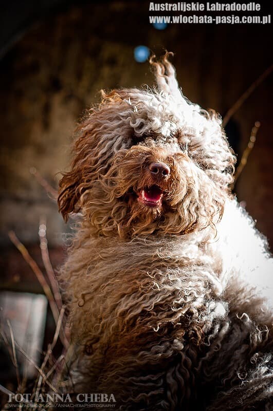 Australijski Labradoodle podczas sesji Donnan