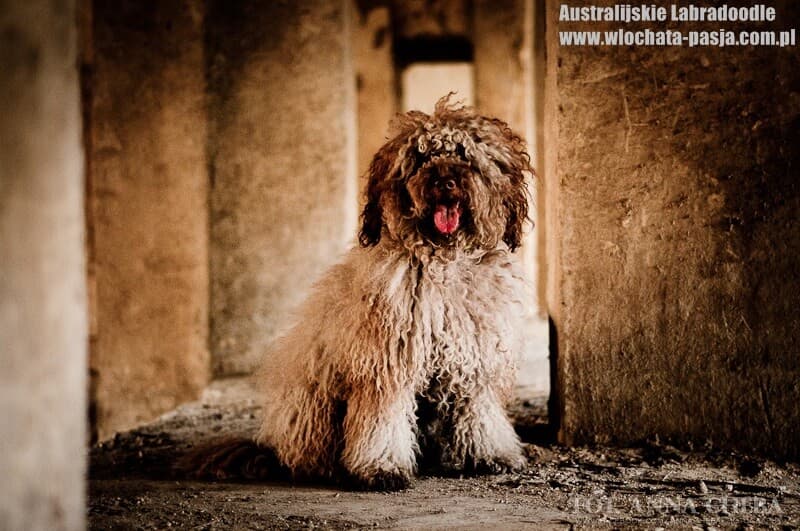 Australijski Labradoodle Donnan siedzi