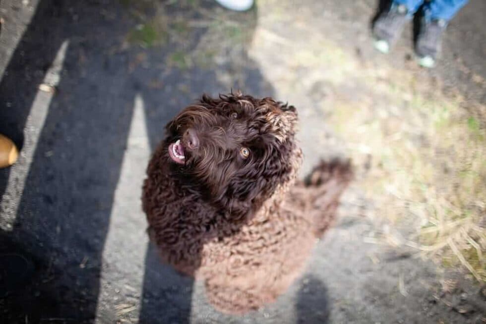 Australijski Labradoodle Mija