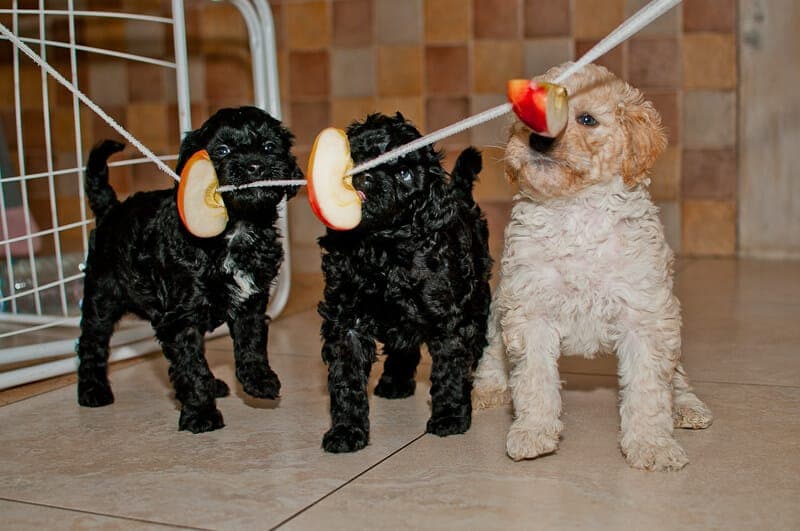 Australijskie Labradoodle jedzą jabłka
