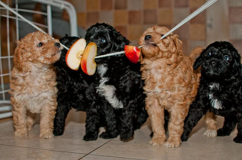 Szczeniak Labradoodle je jabłka