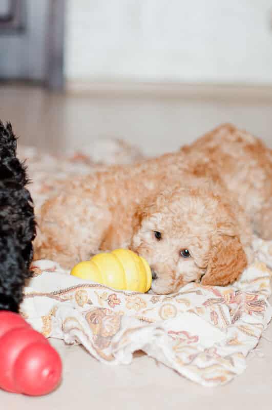 Szczeniak Labradoodle liże konga