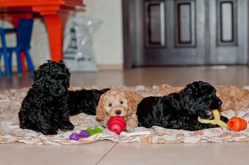 Szczeniak Labradoodle z kongiem