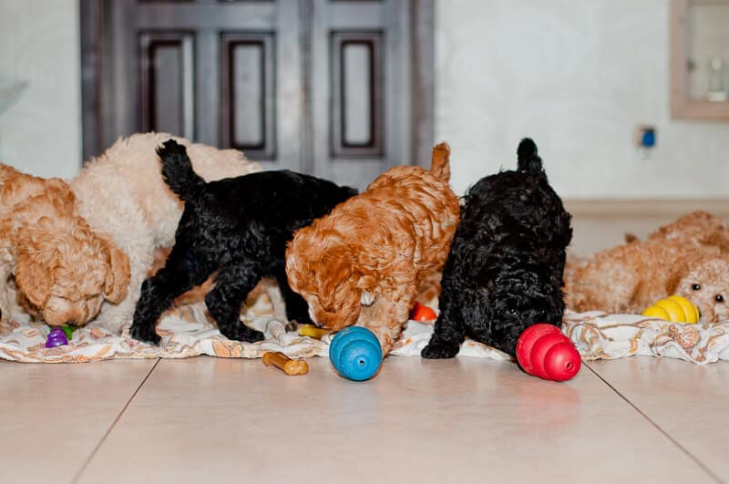 Szczeniaki Labradoodle liżą konga