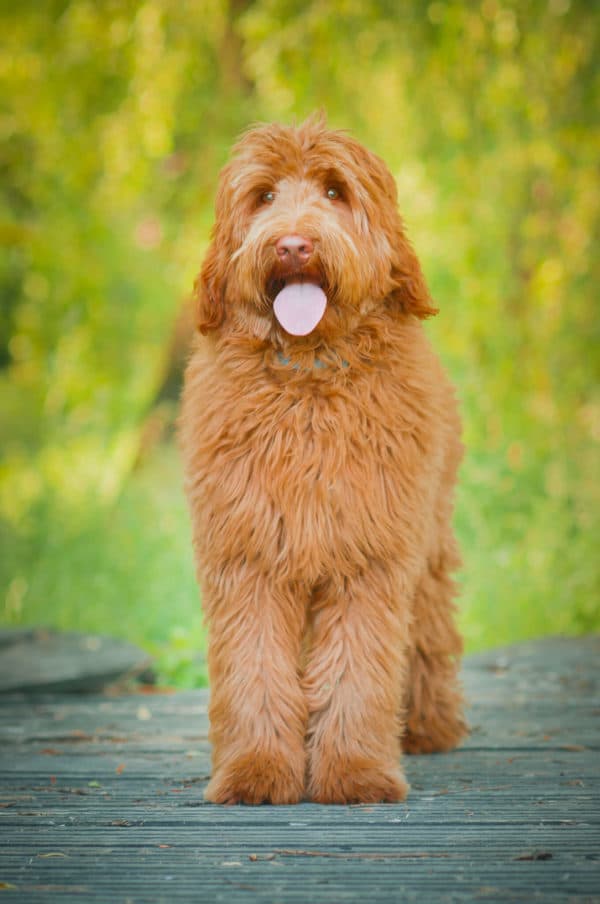 Portret Labradoodle Benjiego