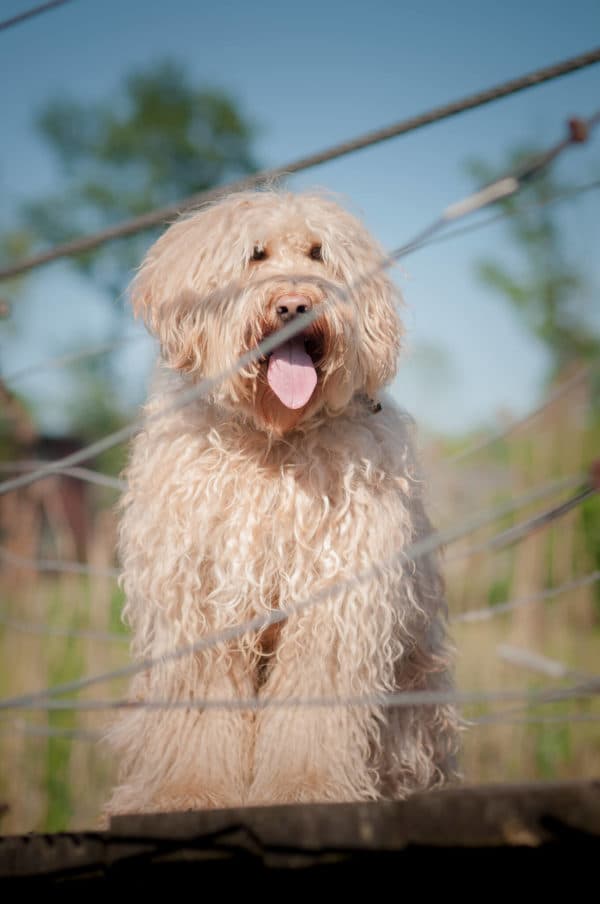 Australijski Labradoodle Goddess stojąca na kładce