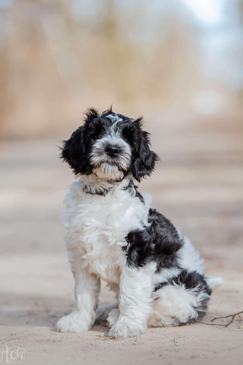 Australijski Labradoodle MuMu