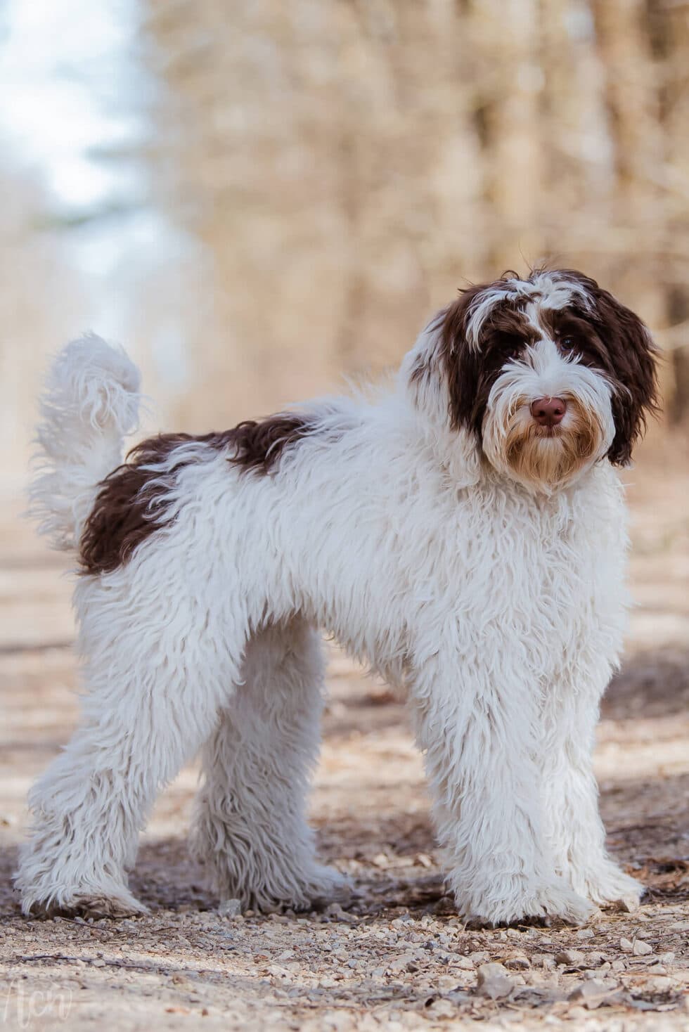 Australijski Labradoodle Oreo