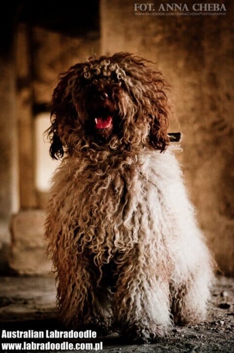 Australian Labradoodle podczas sesji w cementowni