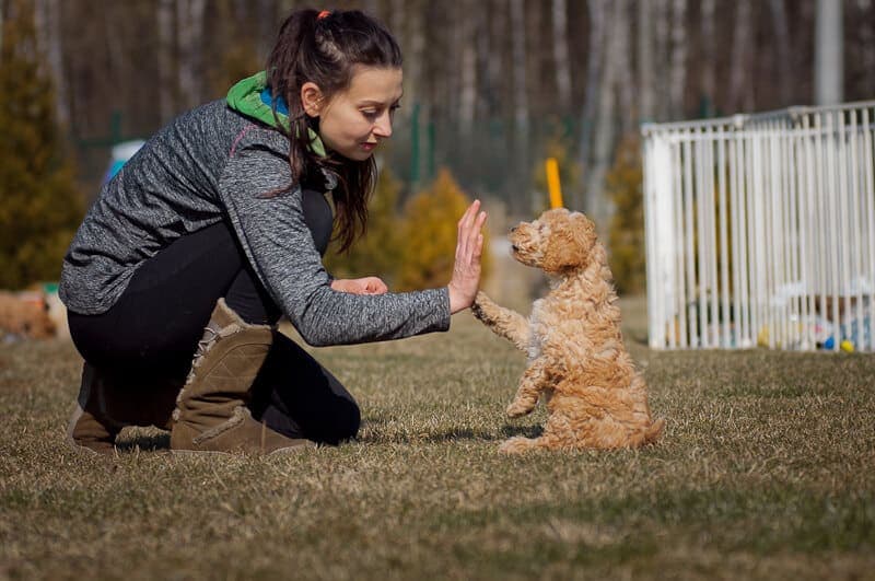 Labradoodle podaje piątkę