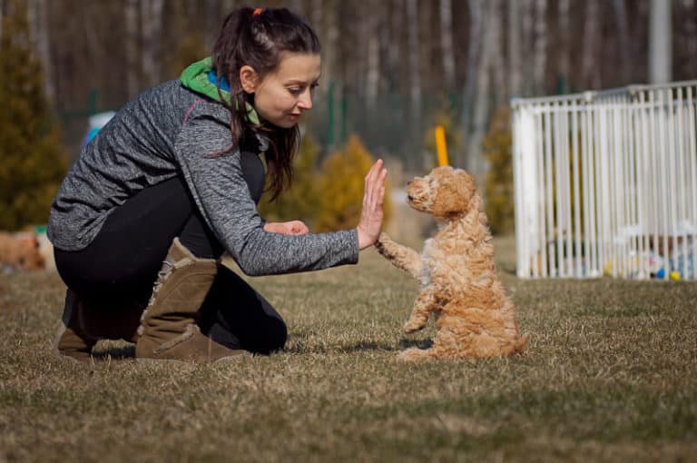 Australijski Labradoodle podaje piątkę