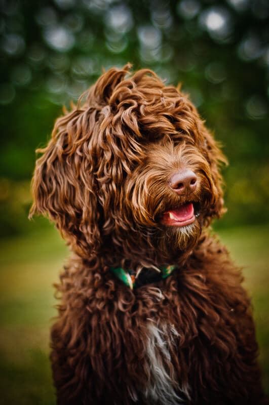 Australijski Labradoodle czekolada