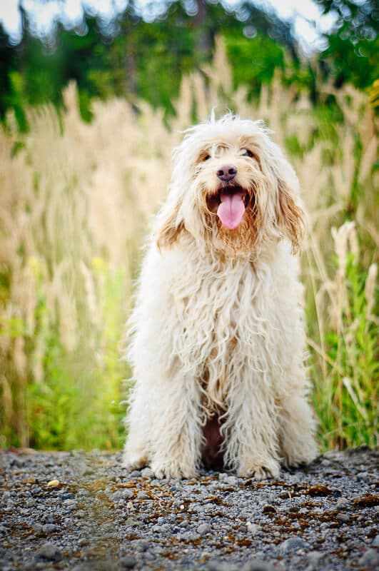 Australijski Labradoodle Filunia