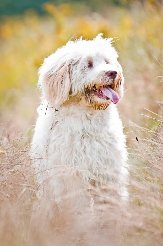 Australijski Labradoodle Nessie