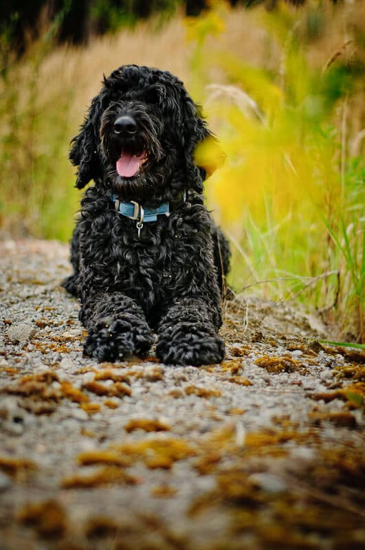 Australijski Labradoodle Olek