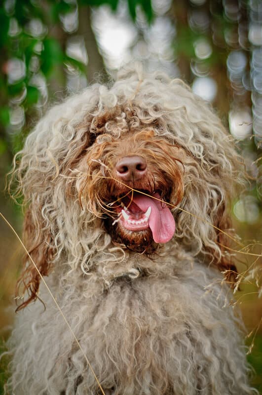 Australijski Labradoodle Dondzio