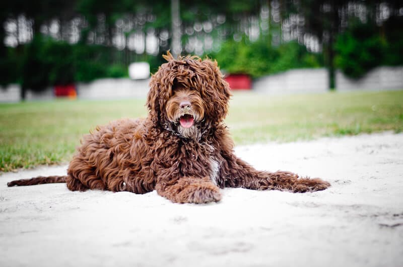 Australijskie Labradoodle w piachu