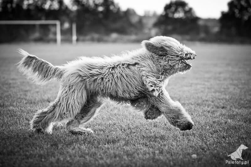 Australijski Labradoodle Codi