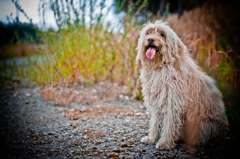 Australijski Labradoodle Filusia
