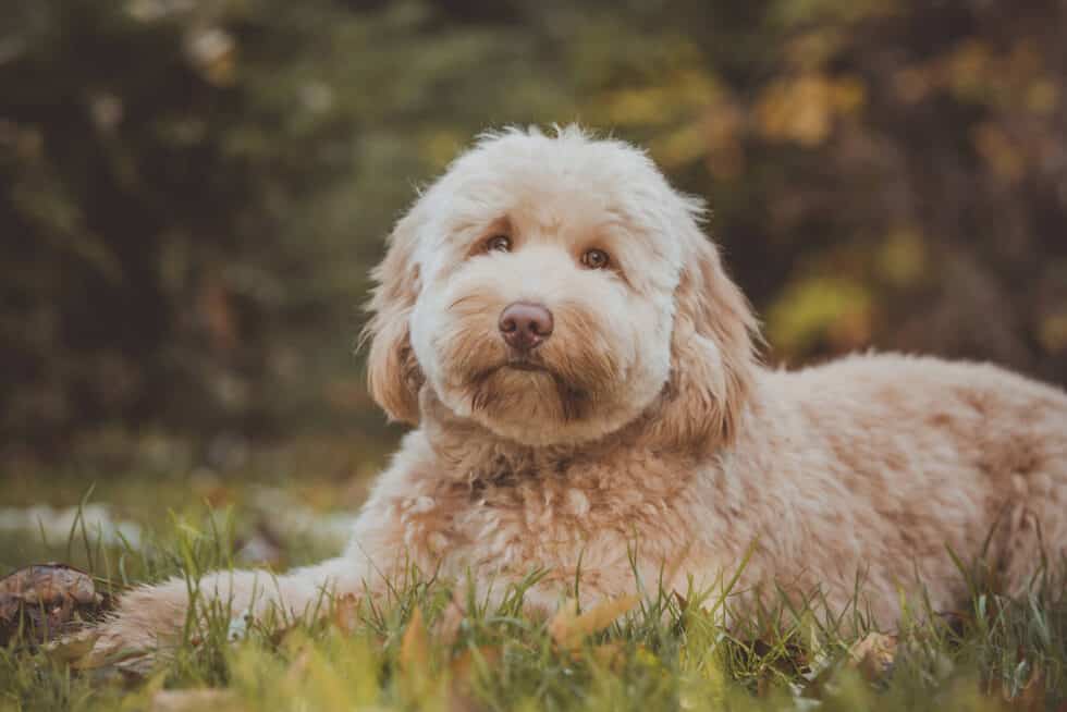 Australijski Labradoodle Gucci leży