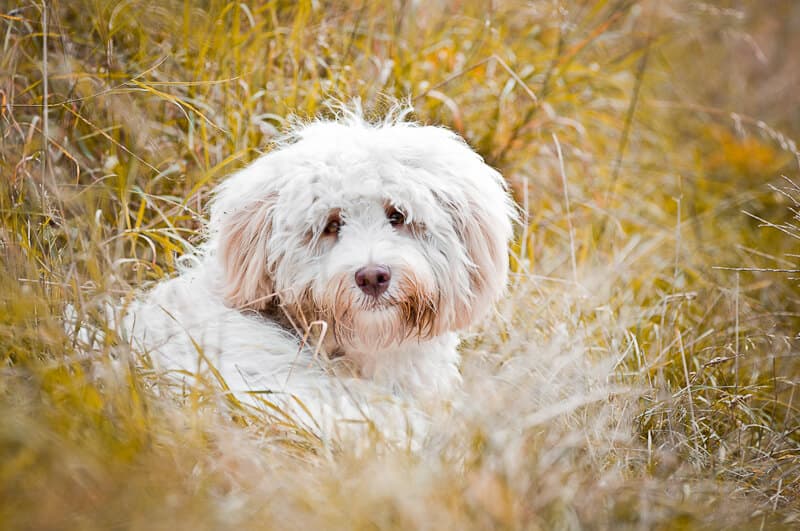 Australijski Labradoodle Ness w krzakach