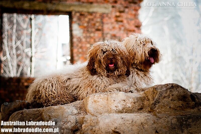 Australijskie Labradoodle podczas sesji