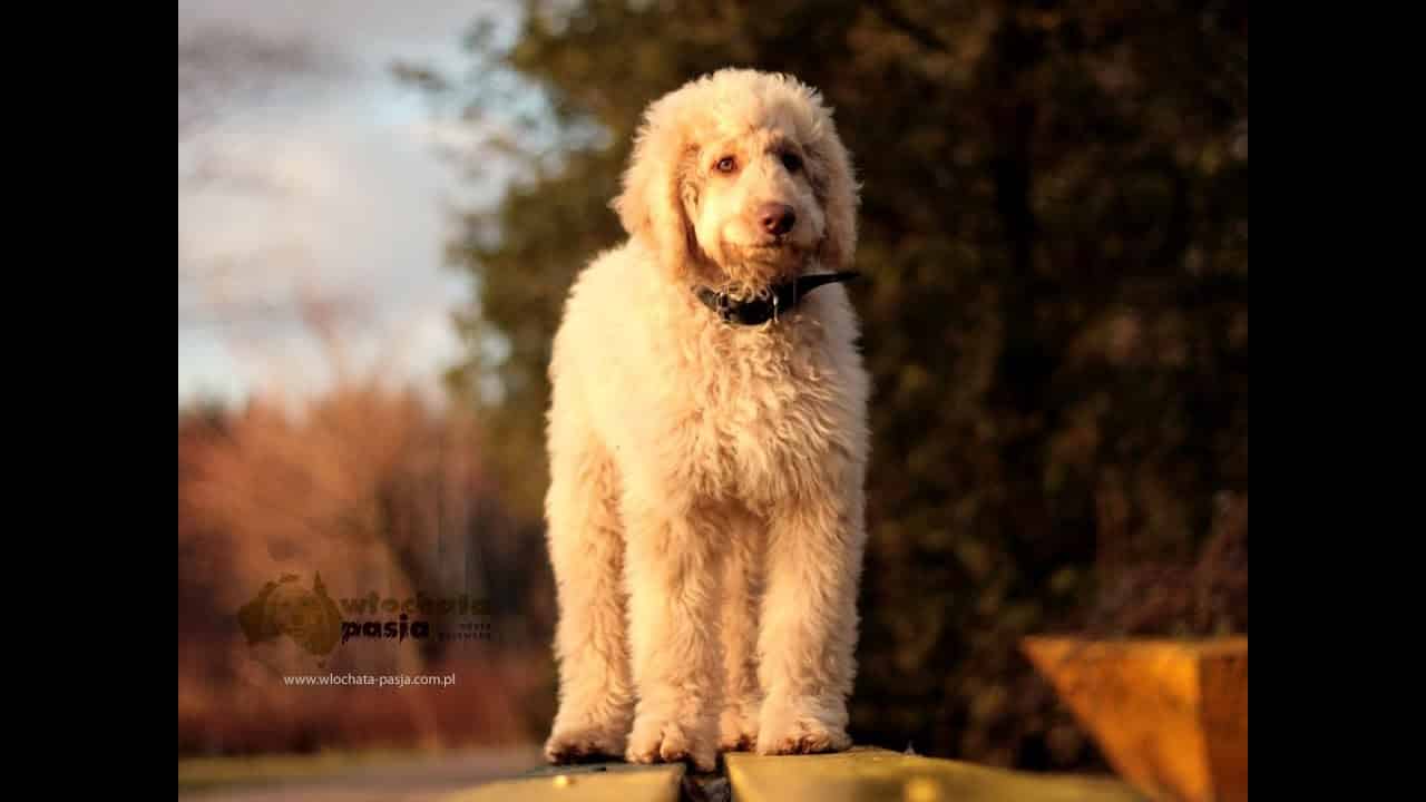 Media o Edycie Gajewskiej i Australijskich Labradoodle
