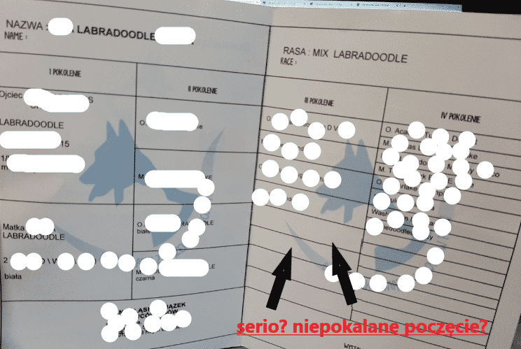 Przykład pseudo rodowodu