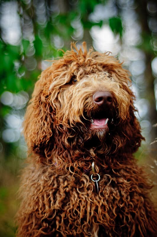 Australijskie Labradoodle Kimka