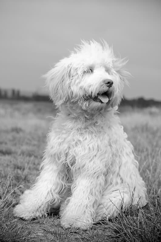 Australijski Labradoodle Nessie