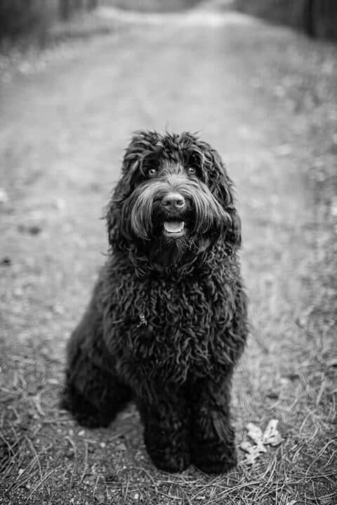 Australijski Labradoodle Mija