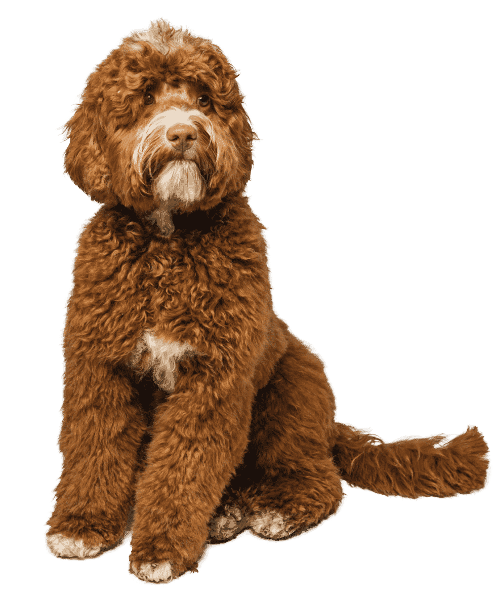 Australijski Labradoodle Swarovski