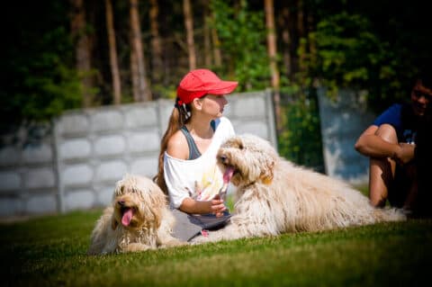 Australijskie Labradoodle i Edi