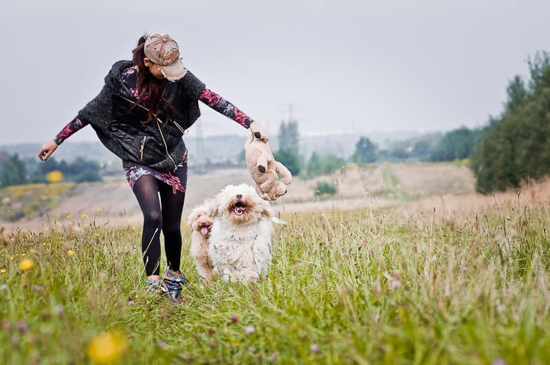 Labradoodle, Edyta bieg