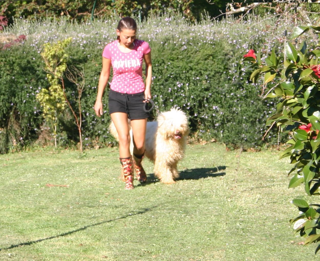 Australijski Labradoodle Kirstie podczas treningu w Australii