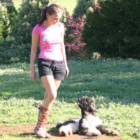 Australijski Labradoodle Tux podczas treningu w Australii