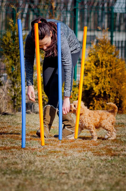 Szczenięta Labradoodle z dziećmi