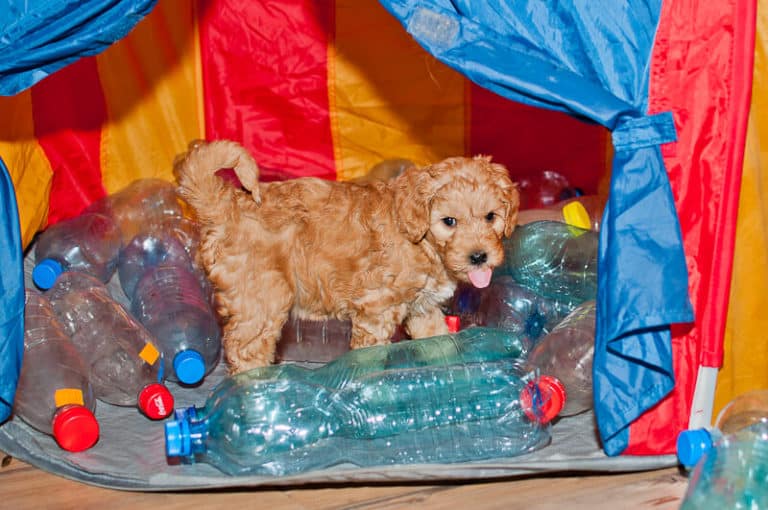 Zabawa labradoodle w namiocie