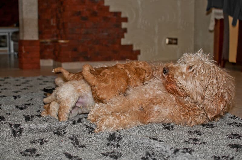 Szczeniaki Labradoodle wcinają mleko mamy