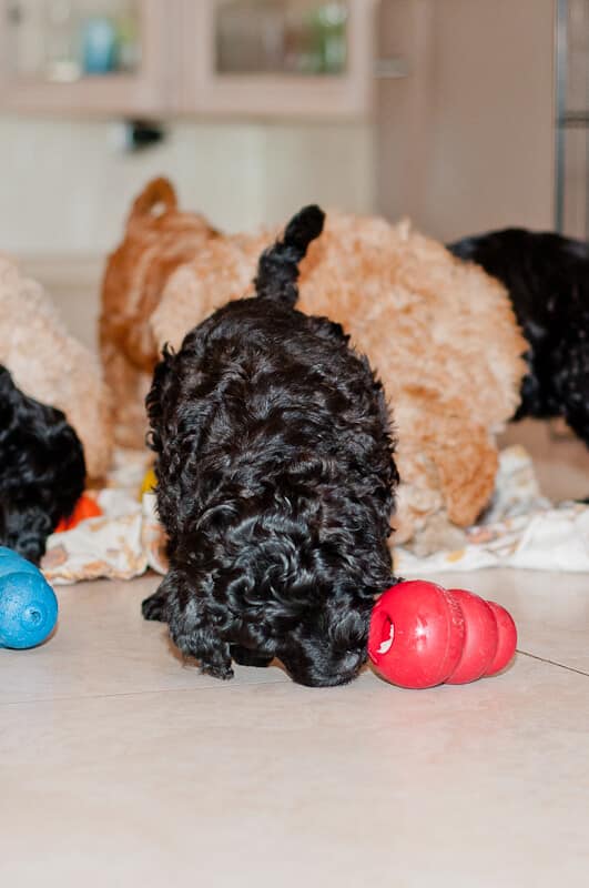 Labradoodle liże Konga