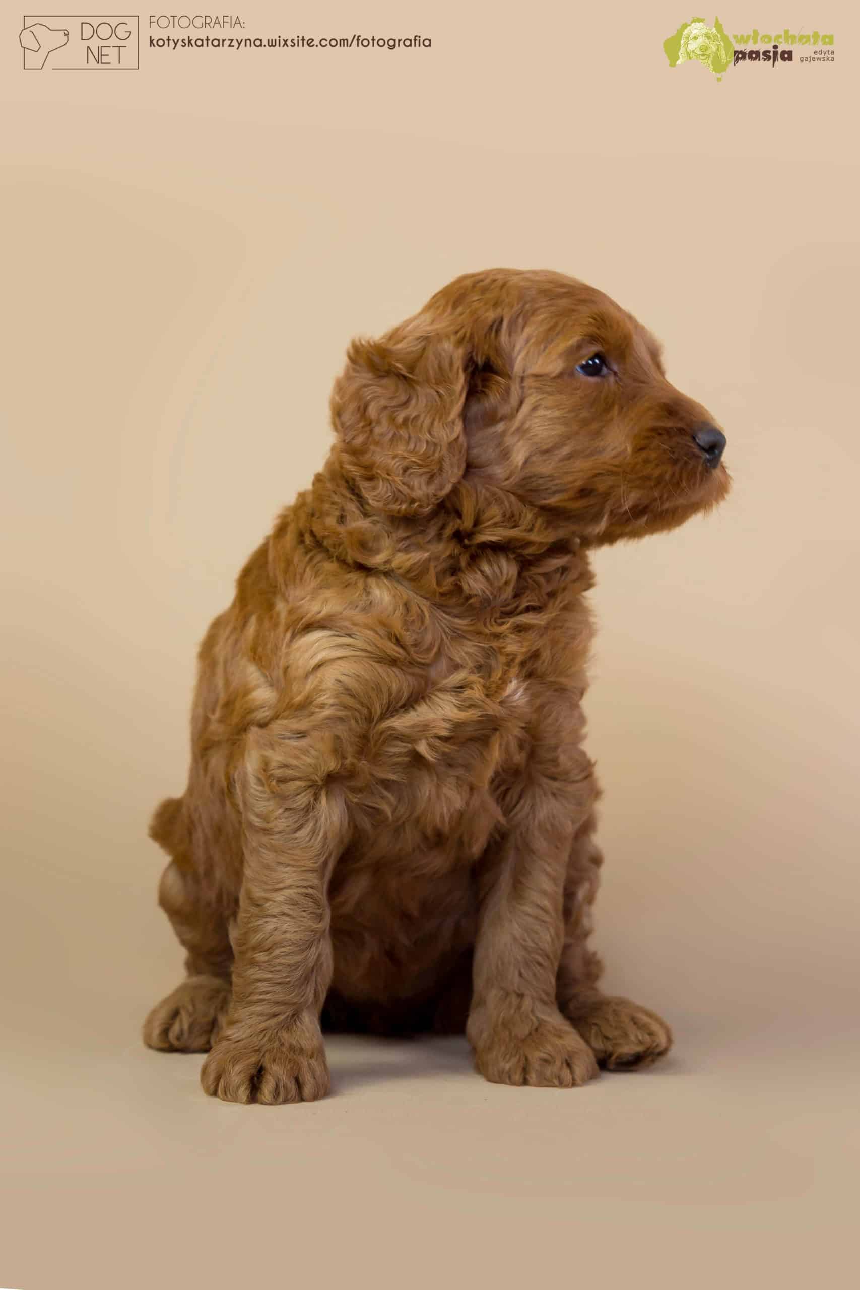 Yohji Australijski Labradoodle