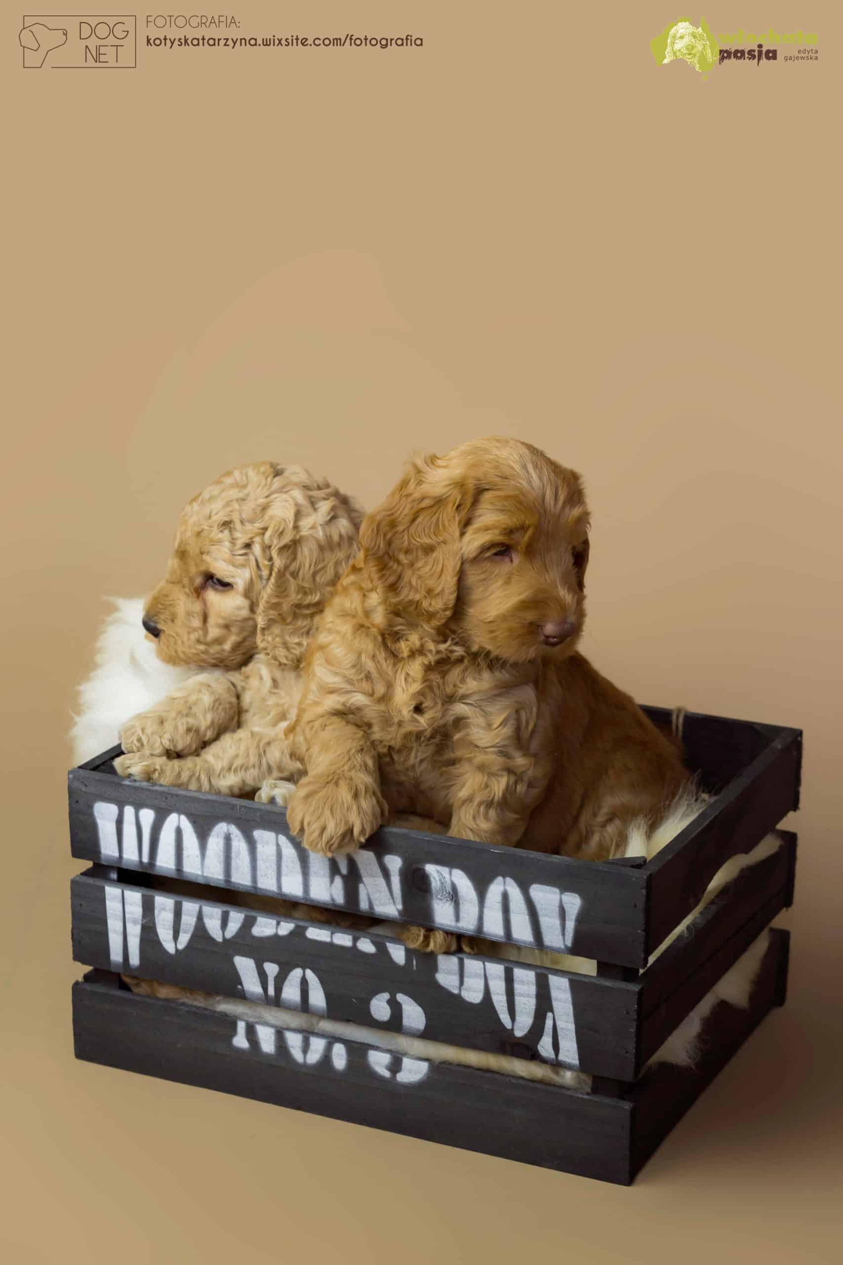 Szczeniaki Australijski Labradoodle