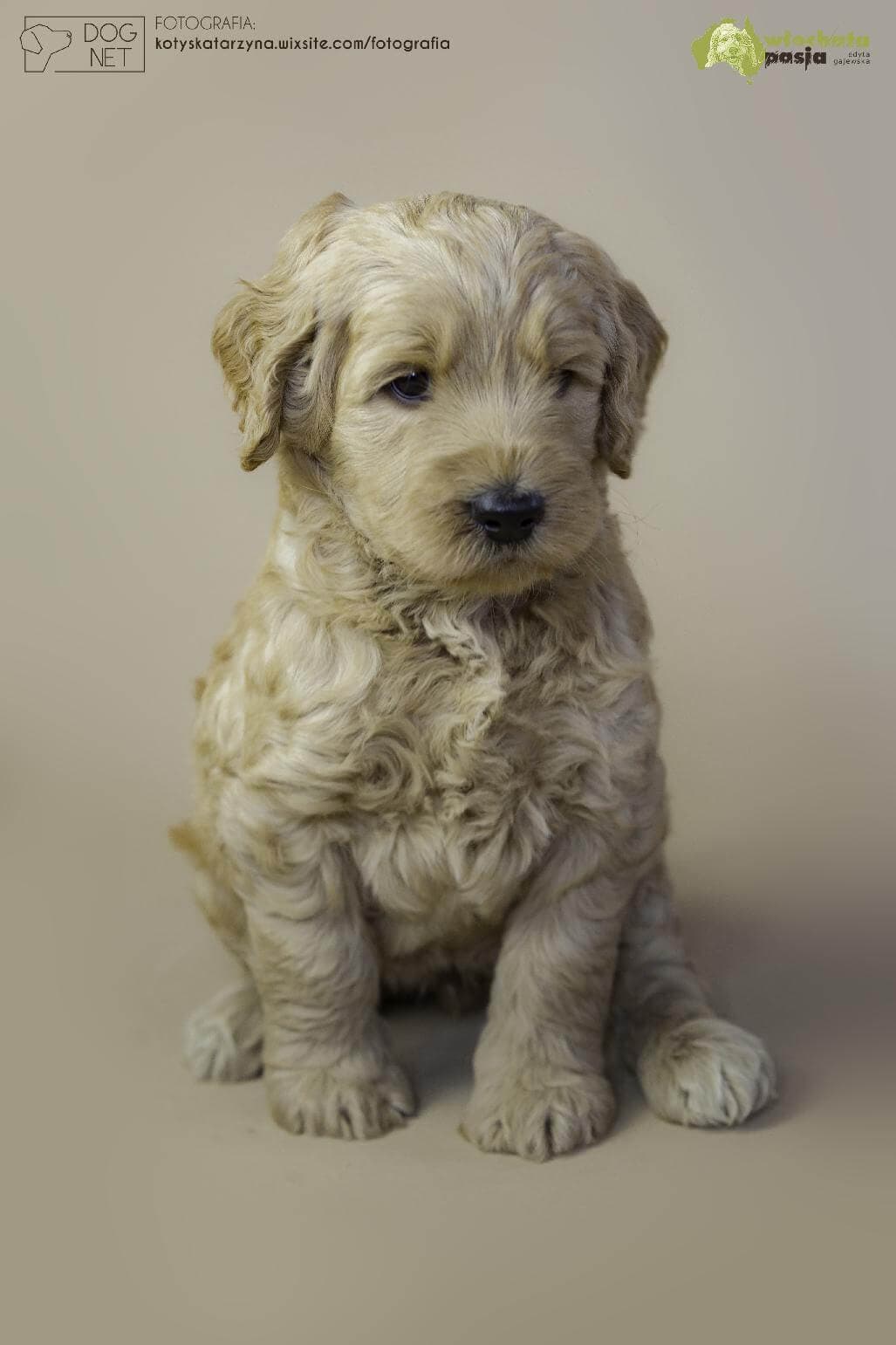 Osmo Australijski Labradoodle