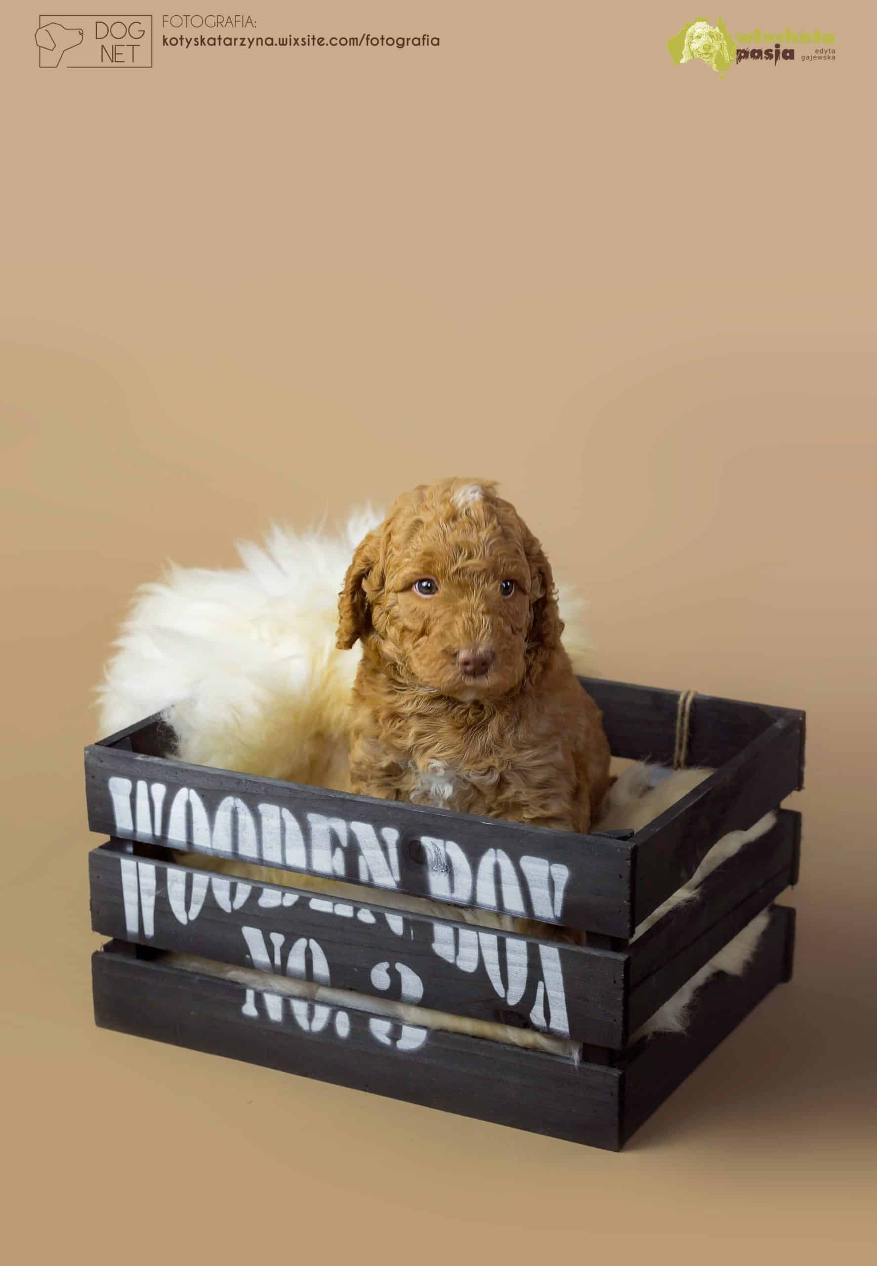 Australijskie Labradoodle Zen