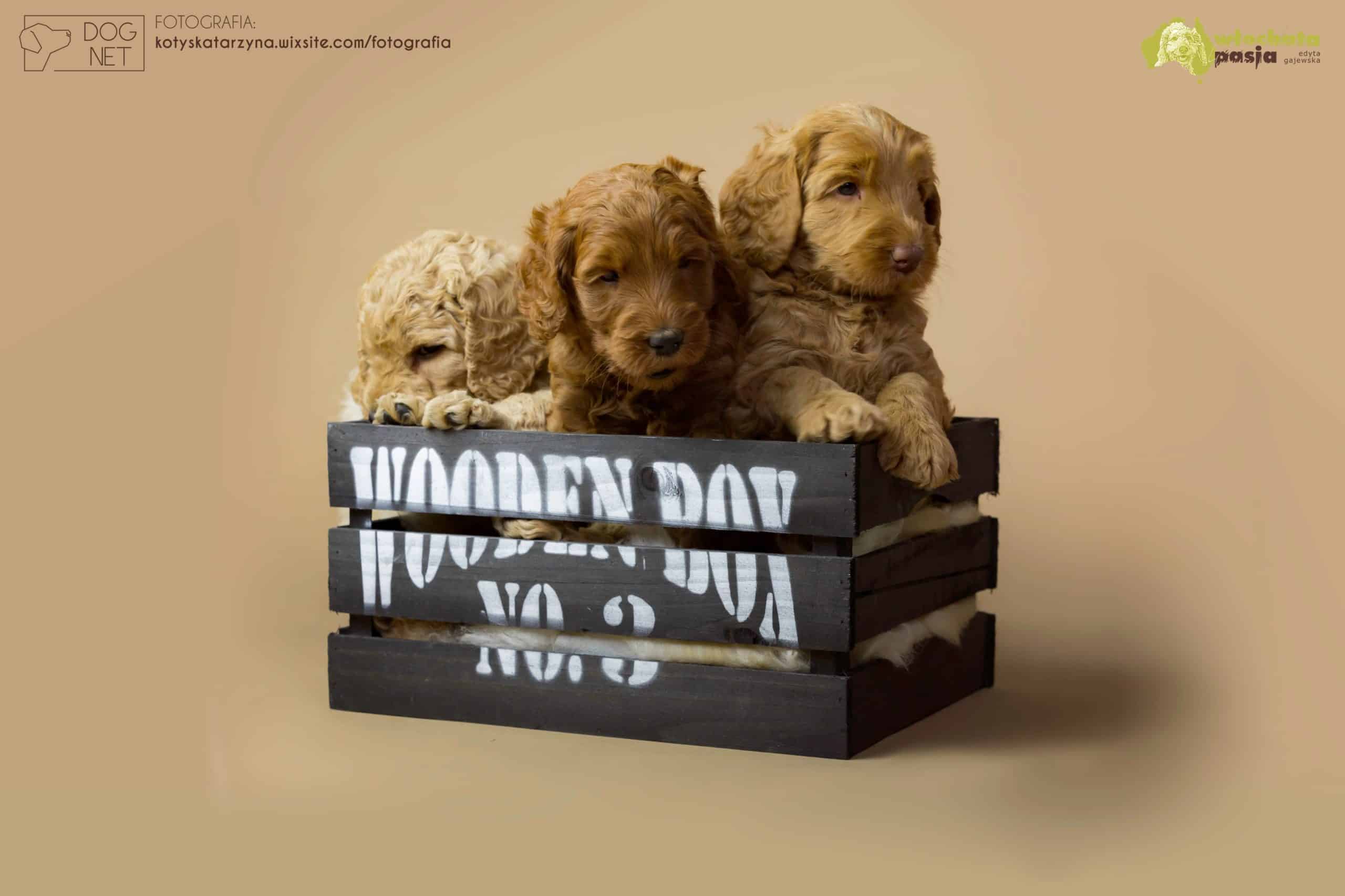 Australijskie Labradoodle w skrzyni