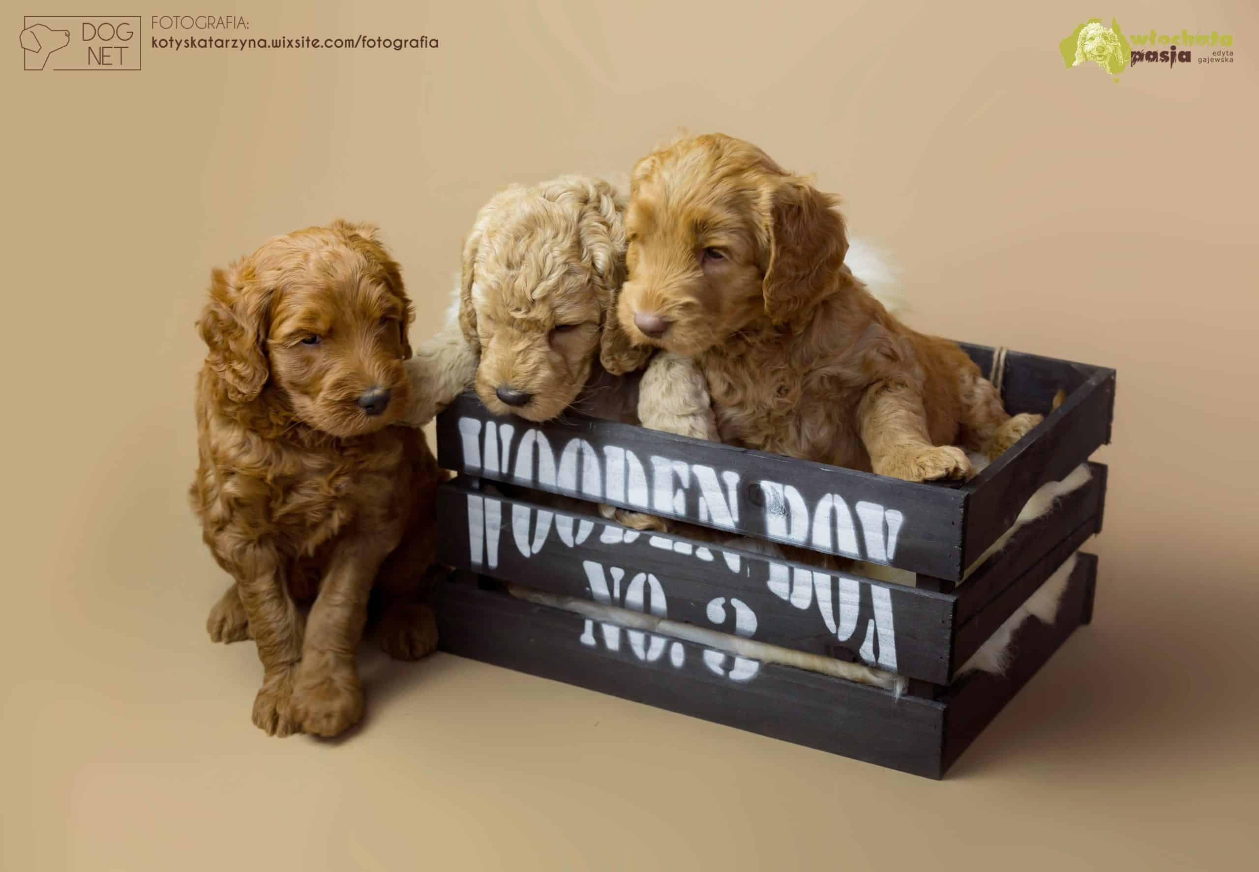 Australijskie Labradoodle w pudle